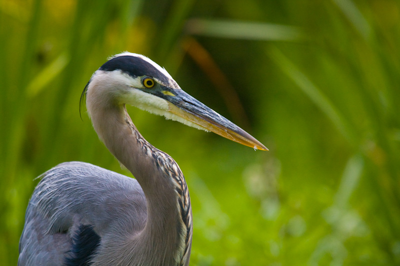 Great Blue Heron